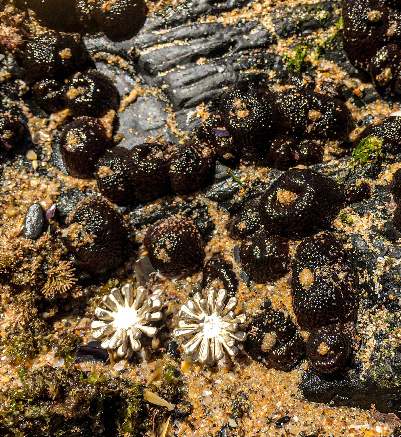 Brincos Anemonae